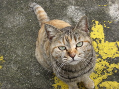 Lovely Cat