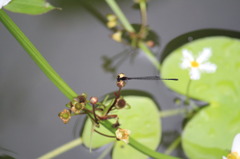 蜻蜓