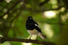 野生鳥
