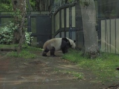 久しぶりのパンダ