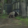 久しぶりのパンダ