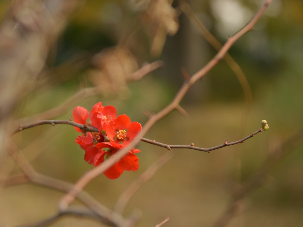 紅色の花