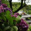紫陽花6