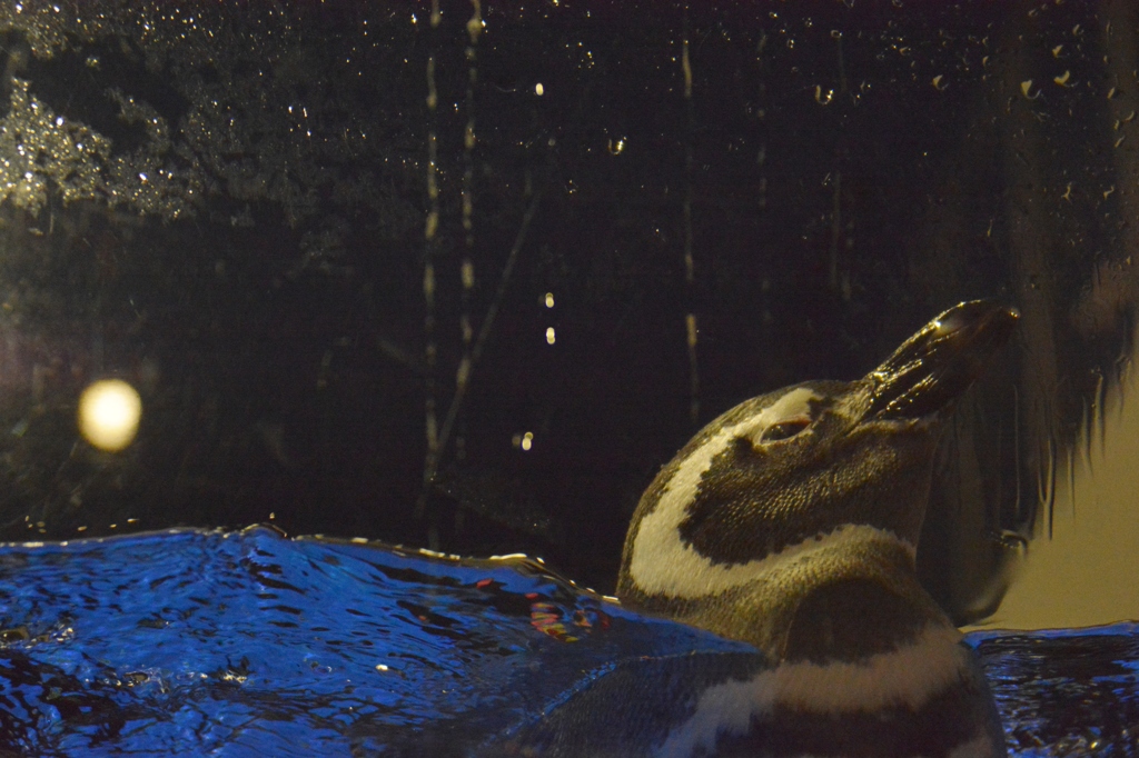 すみだ水族館