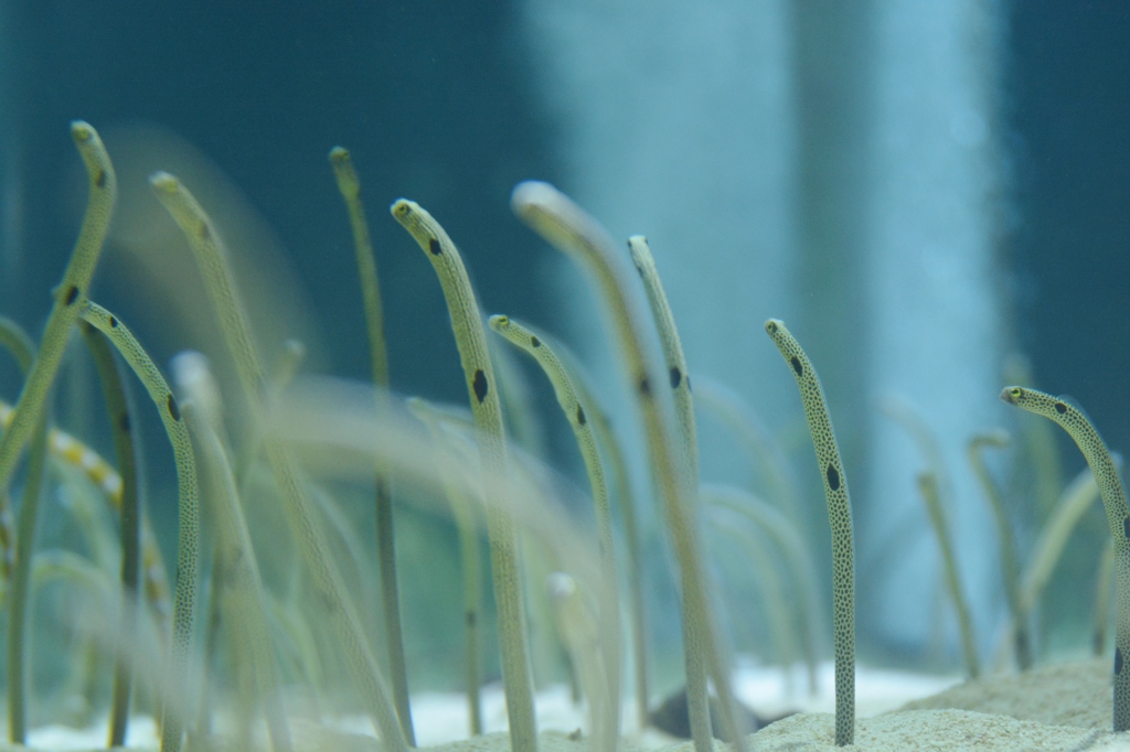 すみだ水族館