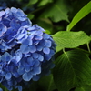 紫陽花1