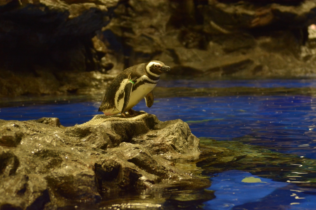 すみだ水族館