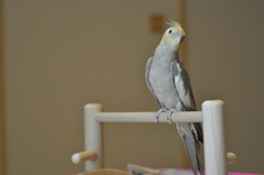 ぽぽちゃん