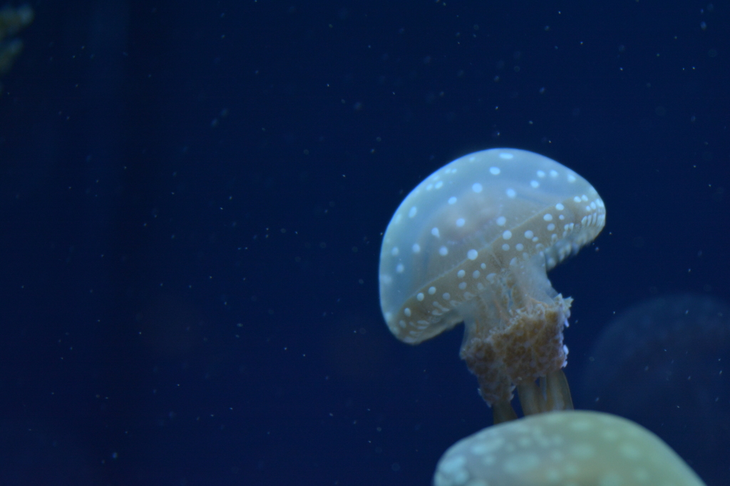 すみだ水族館