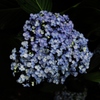 紫陽花5