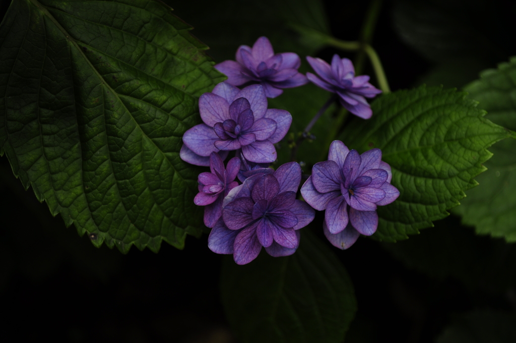 紫陽花4