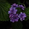 紫陽花4