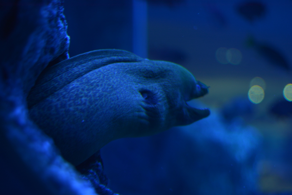 すみだ水族館