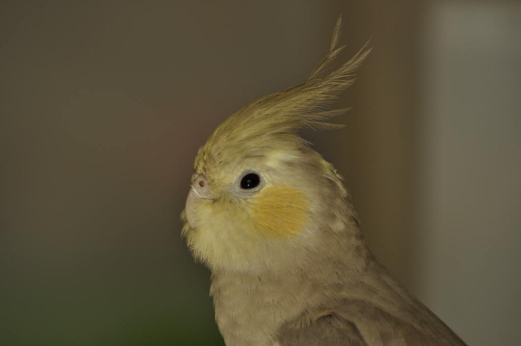アップ