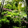紫陽花8