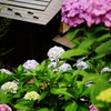 紫陽花7