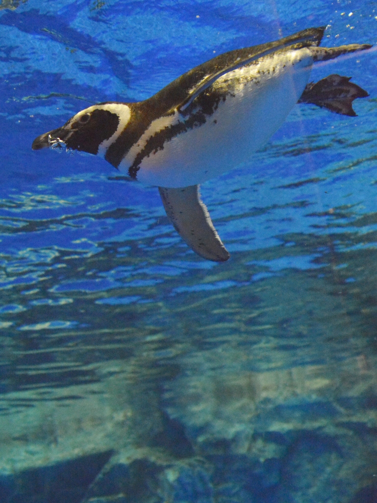 すみだ水族館