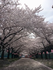 2017年の桜