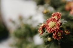 向島百花園