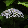 紫陽花2