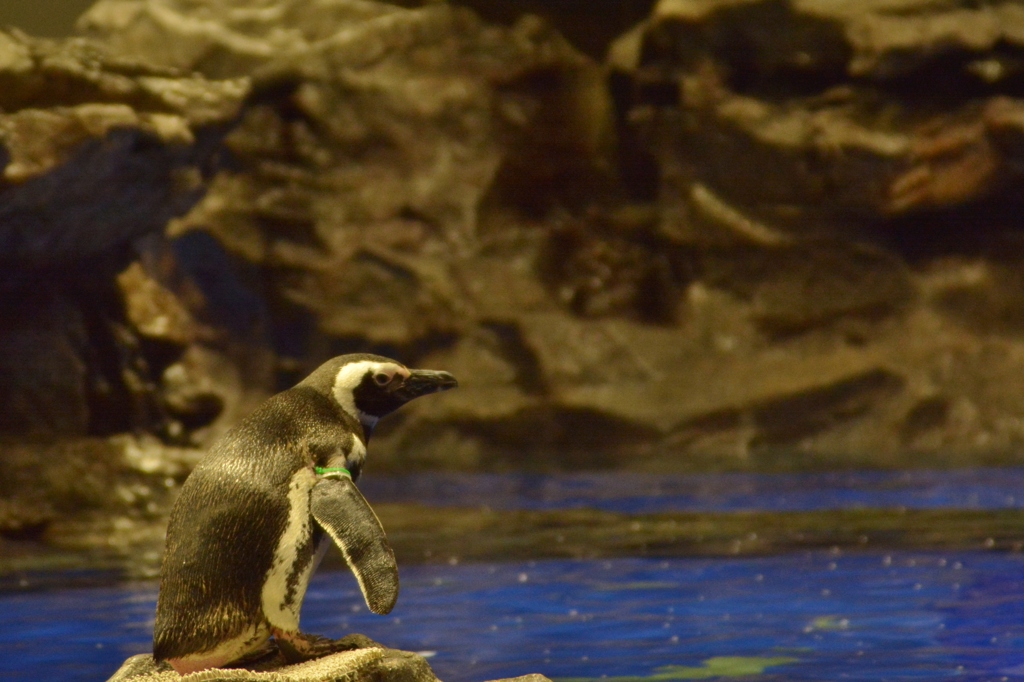 すみだ水族館