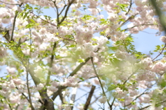 sakura