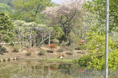 藤16