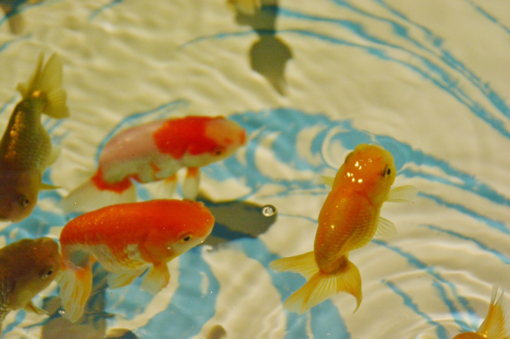 すみだ水族館