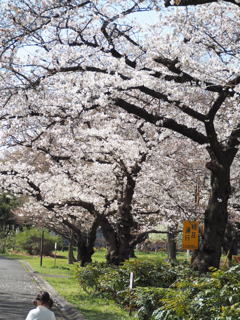 今年の桜