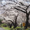 今年の桜