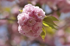 八重桜