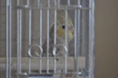 横顔