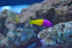 すみだ水族館