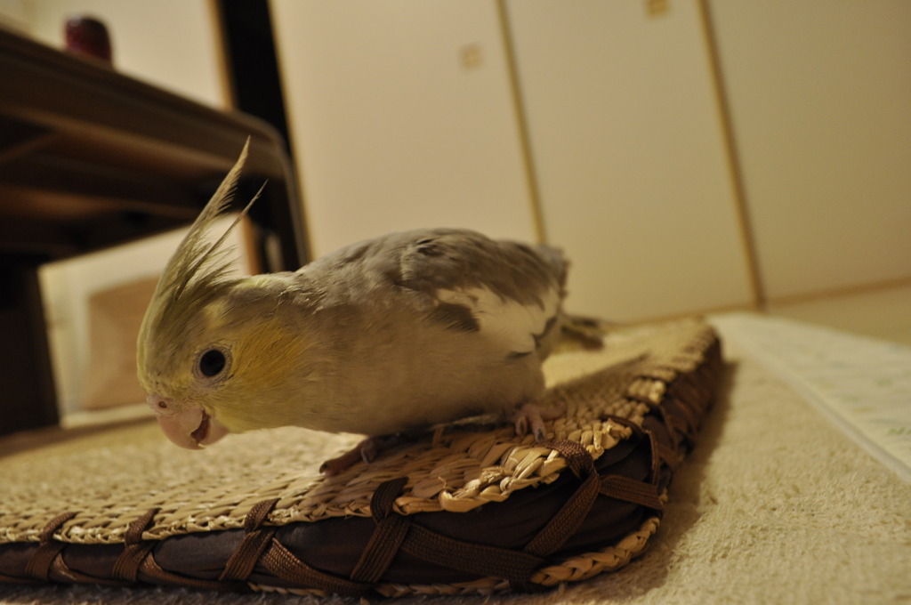 ガジガジ