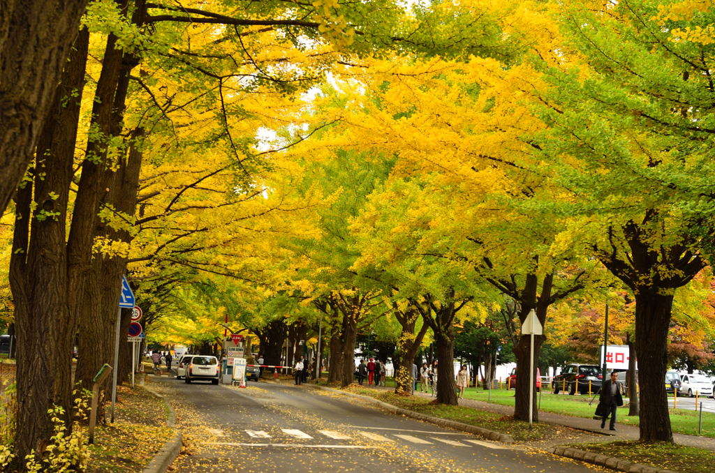 yellow avenue