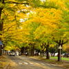 yellow avenue