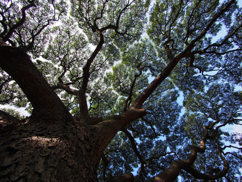 Under　the tree