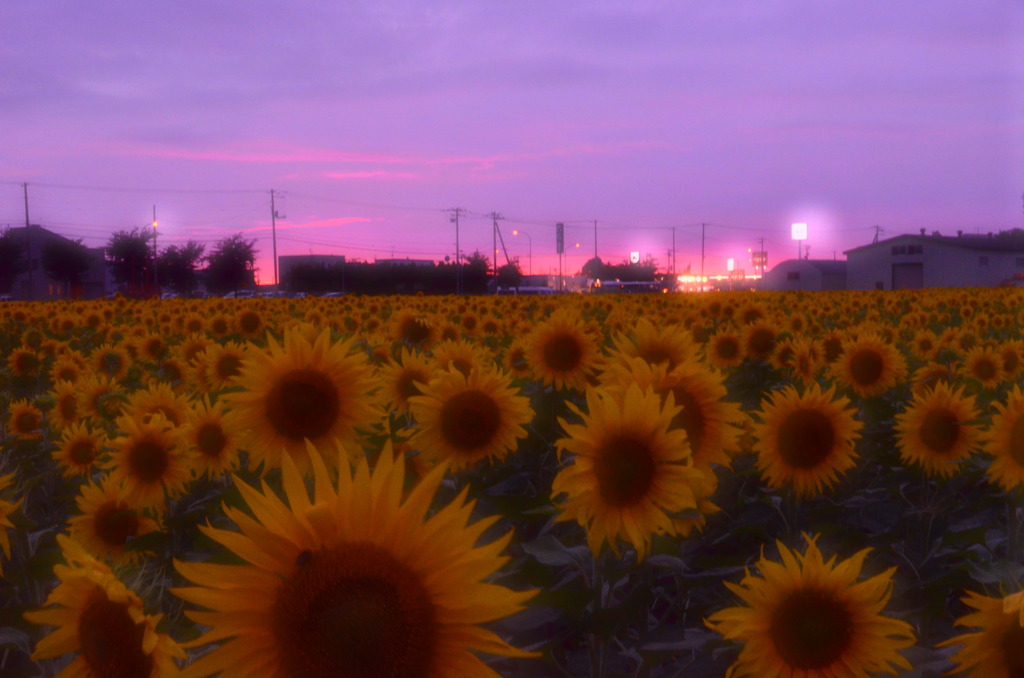 Sunflower Fileds Foever