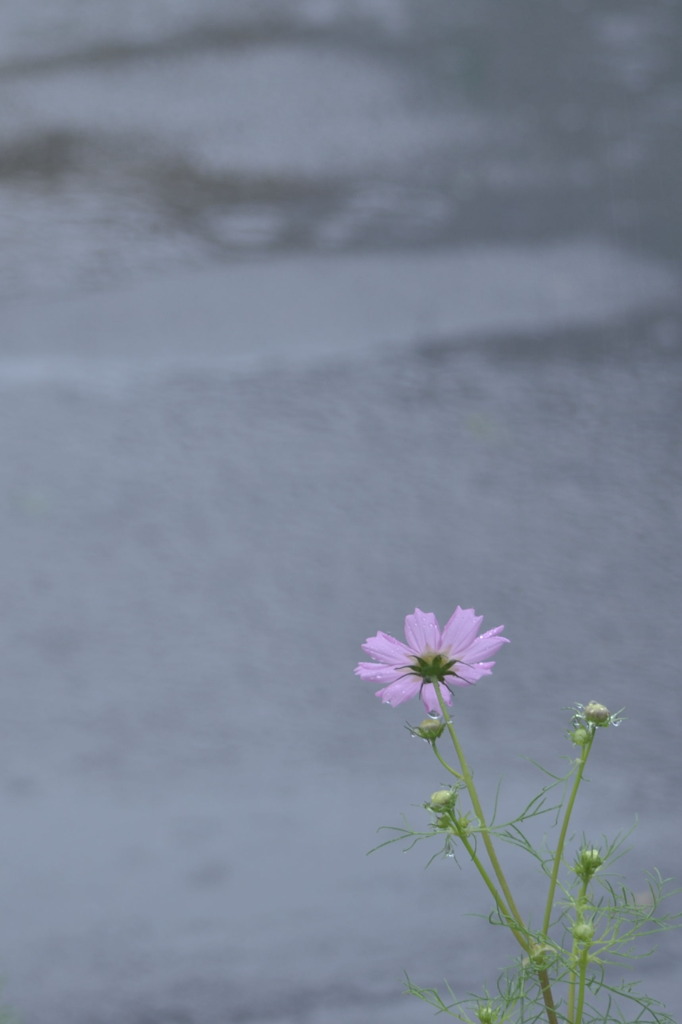 雨に濡れる