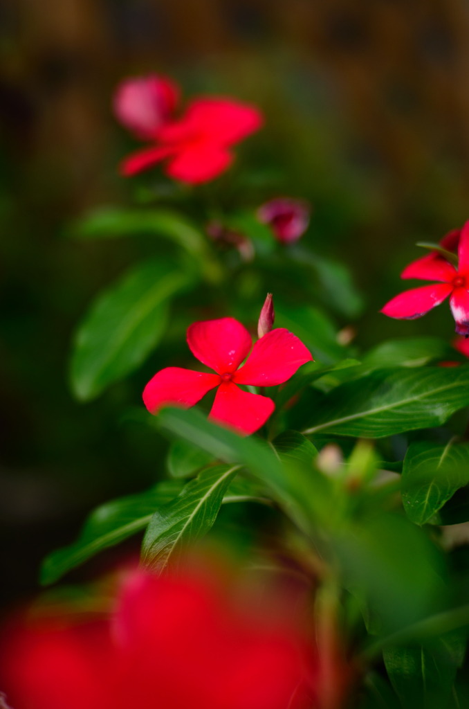 Petite Fleur Rouge