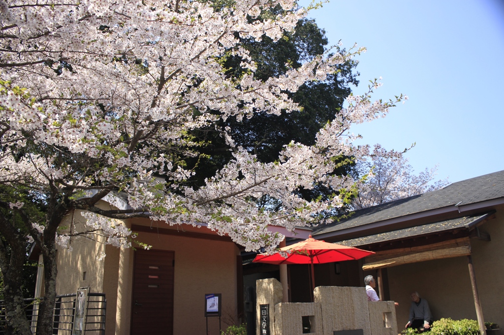 桜で一息