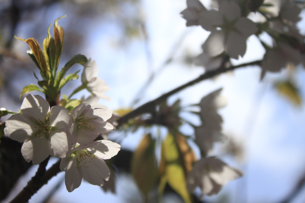 葉桜