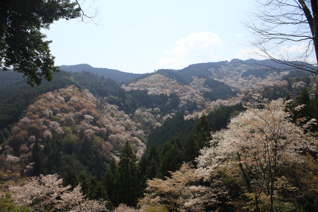 千本桜