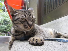 猫写