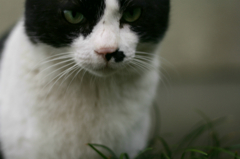 猫写