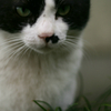 猫写