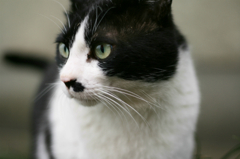 猫写