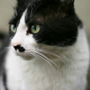 猫写