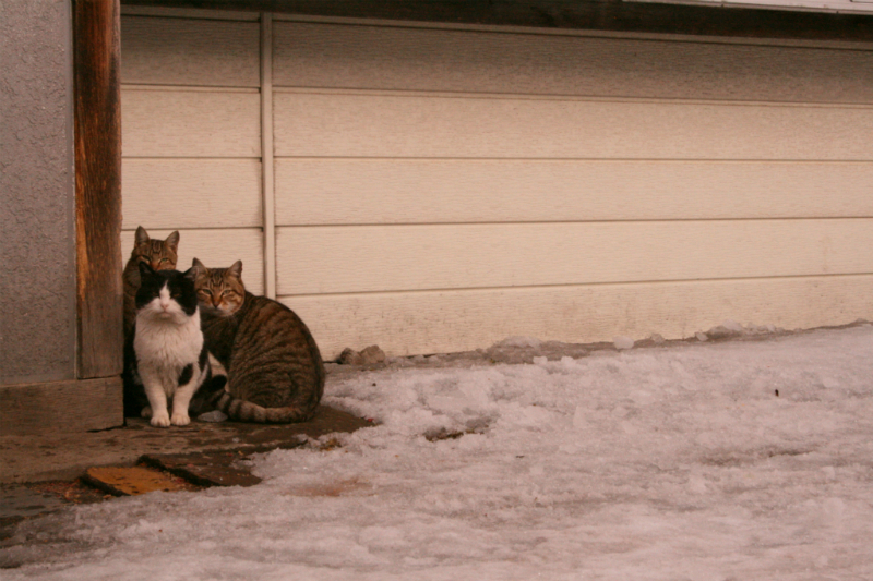 猫写