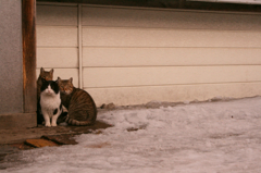 猫写
